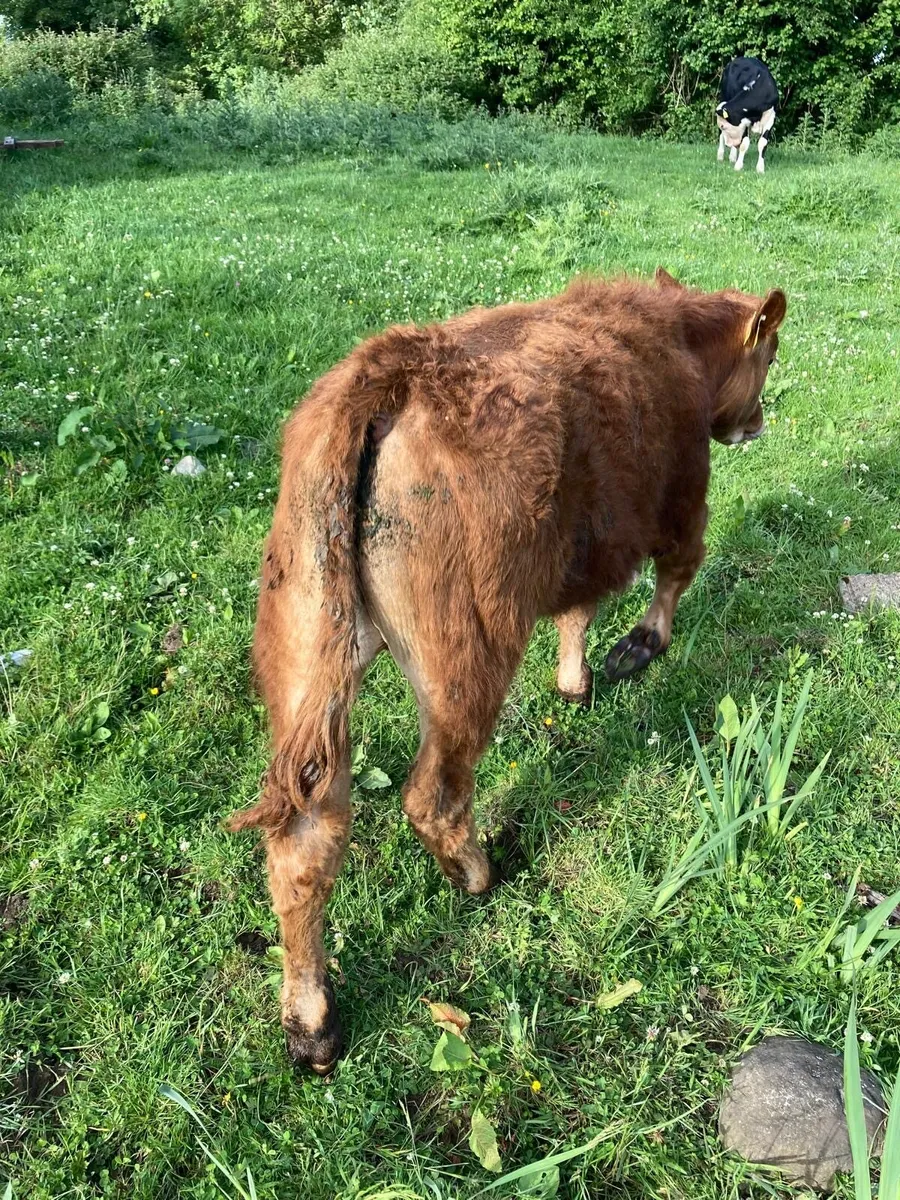 12 Smashing Store Bullocks - Image 2