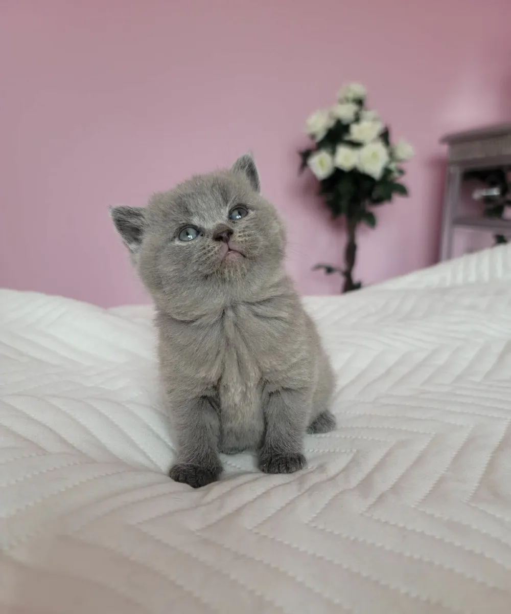 British and Scottish fold kittens - Image 2