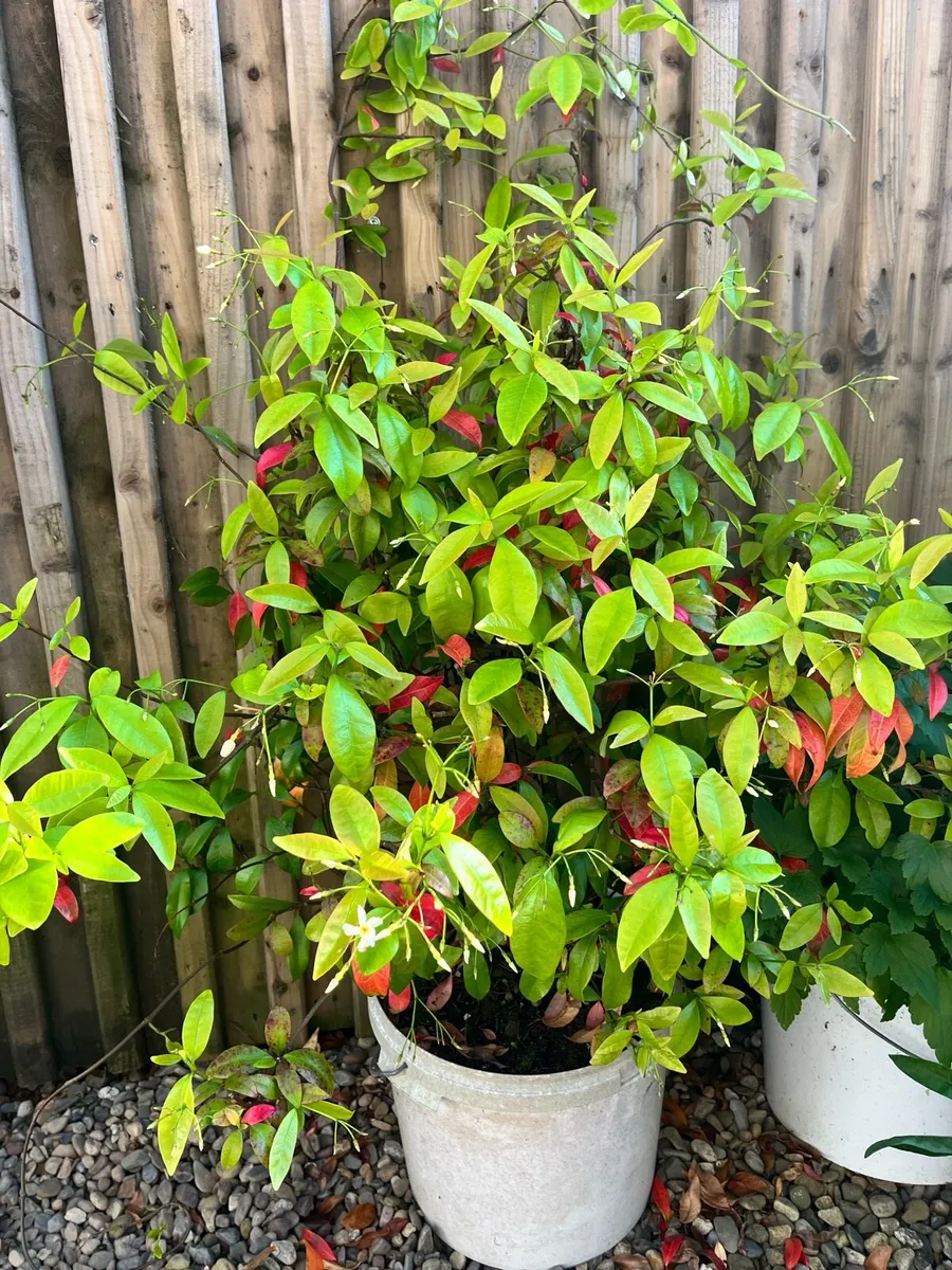 Outdoors plants in big pots - Image 4