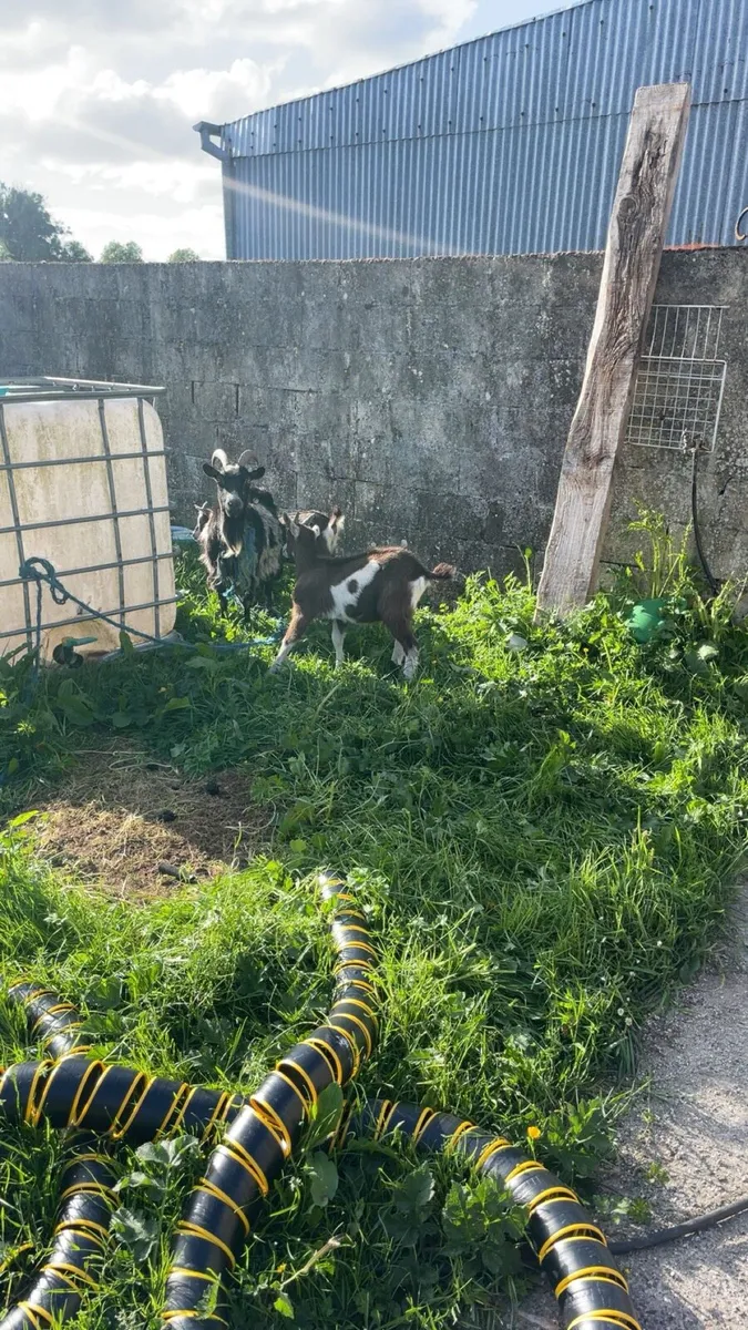 Goat - Image 4