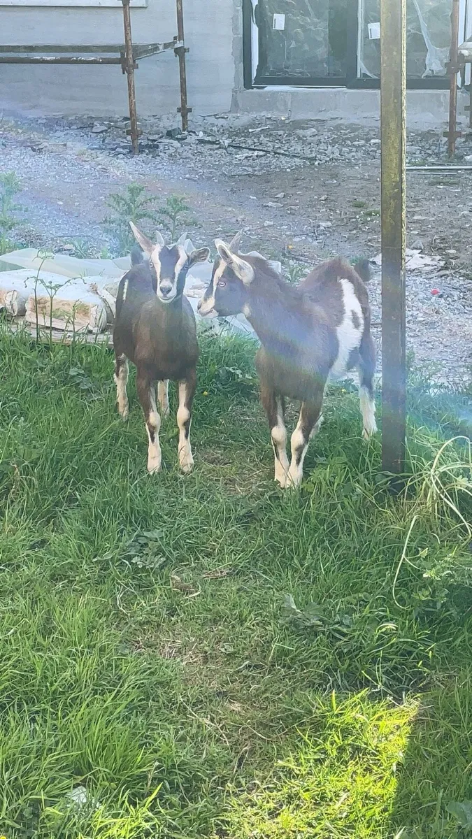 Goat - Image 3
