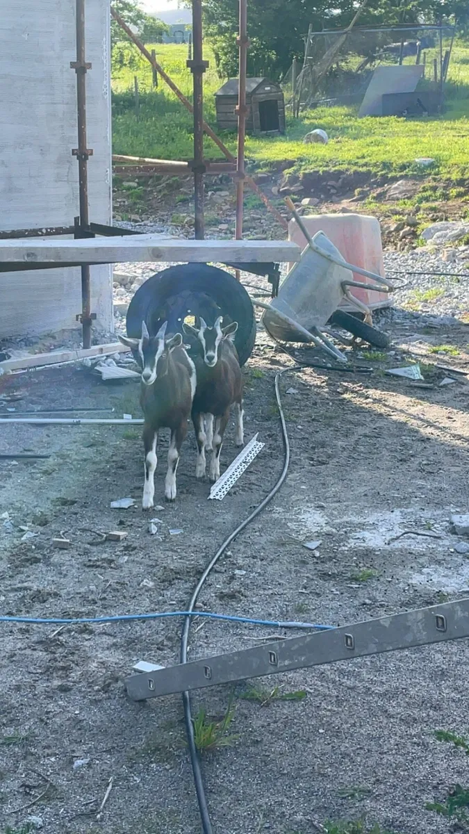 Goat - Image 2