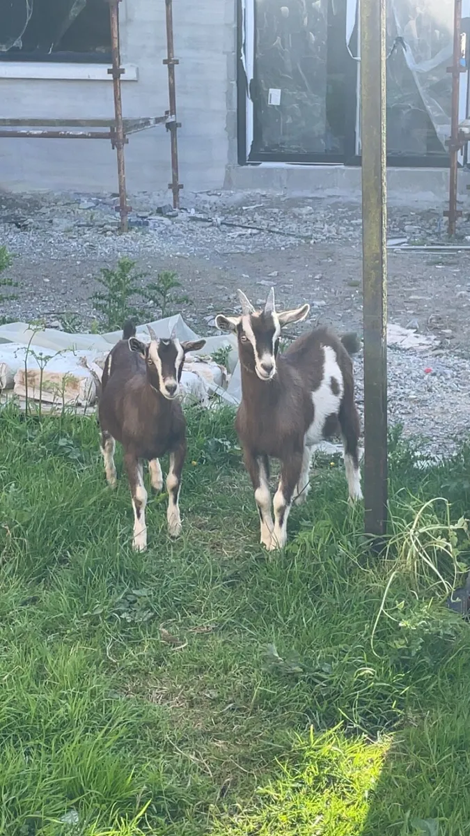 Goat - Image 1