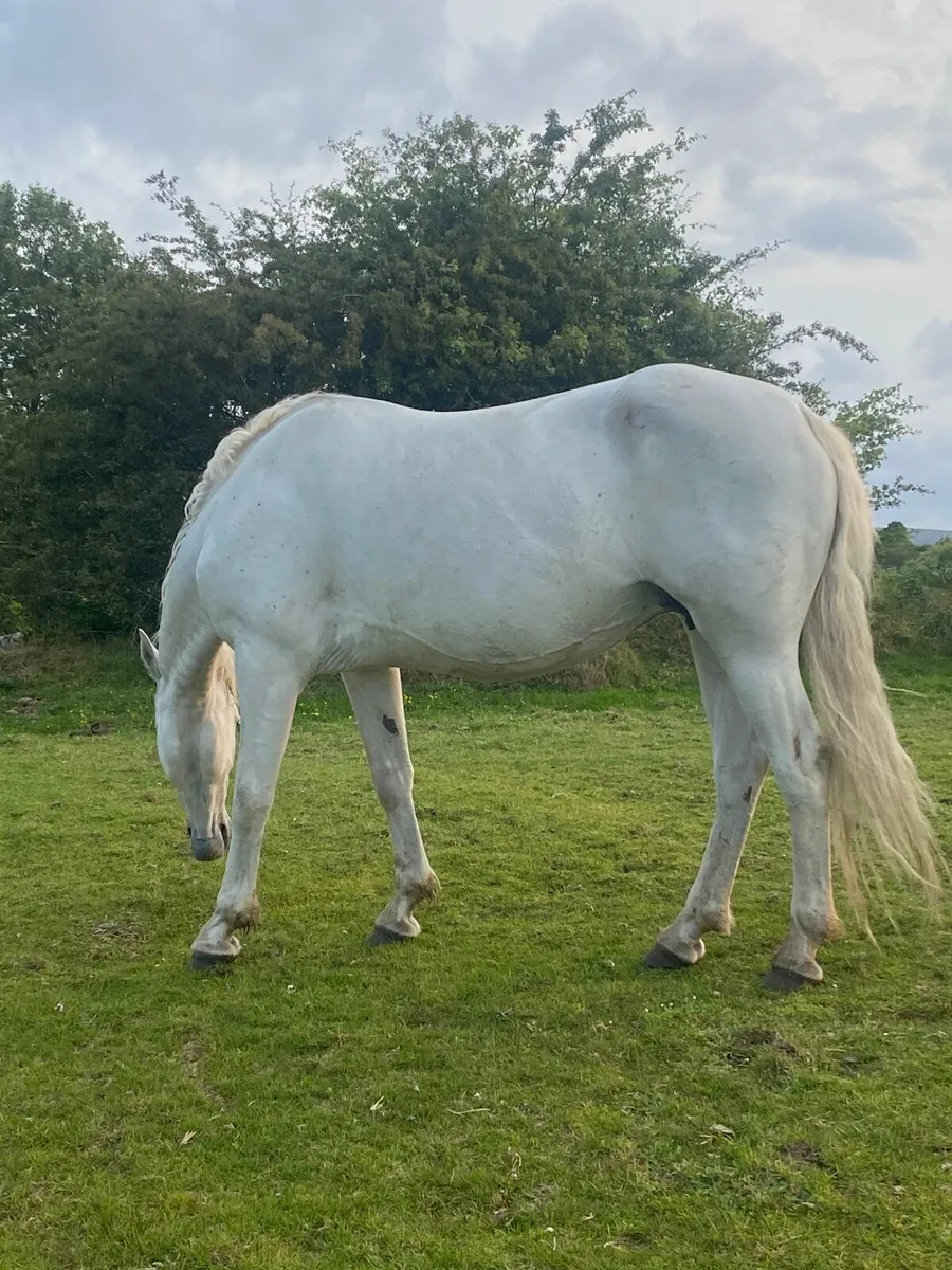 Connemara pony and foal - Image 2