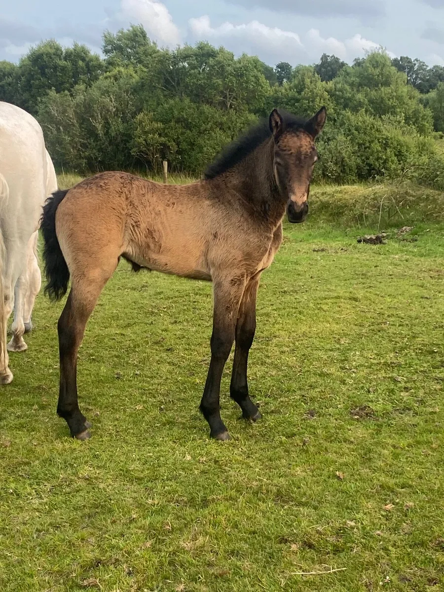 Connemara pony and foal - Image 4