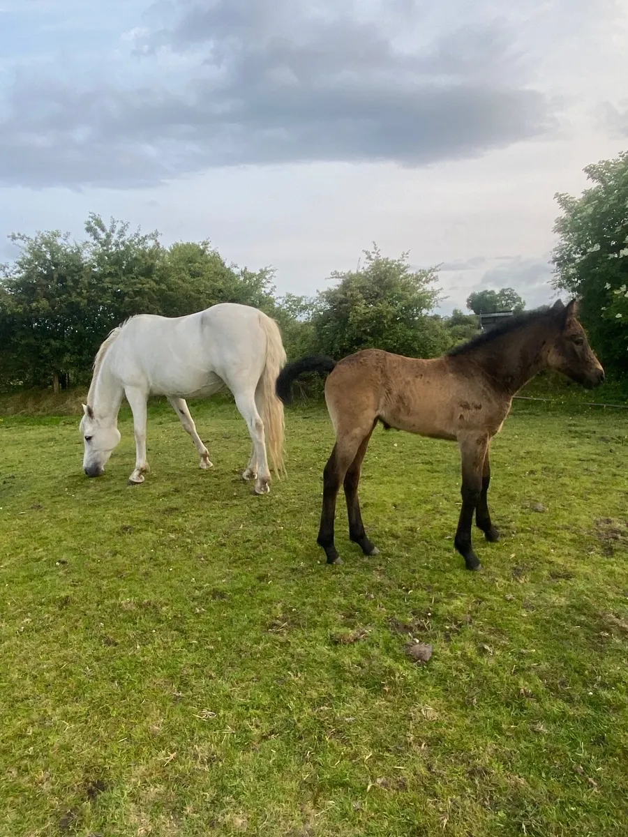 Connemara pony and foal - Image 1