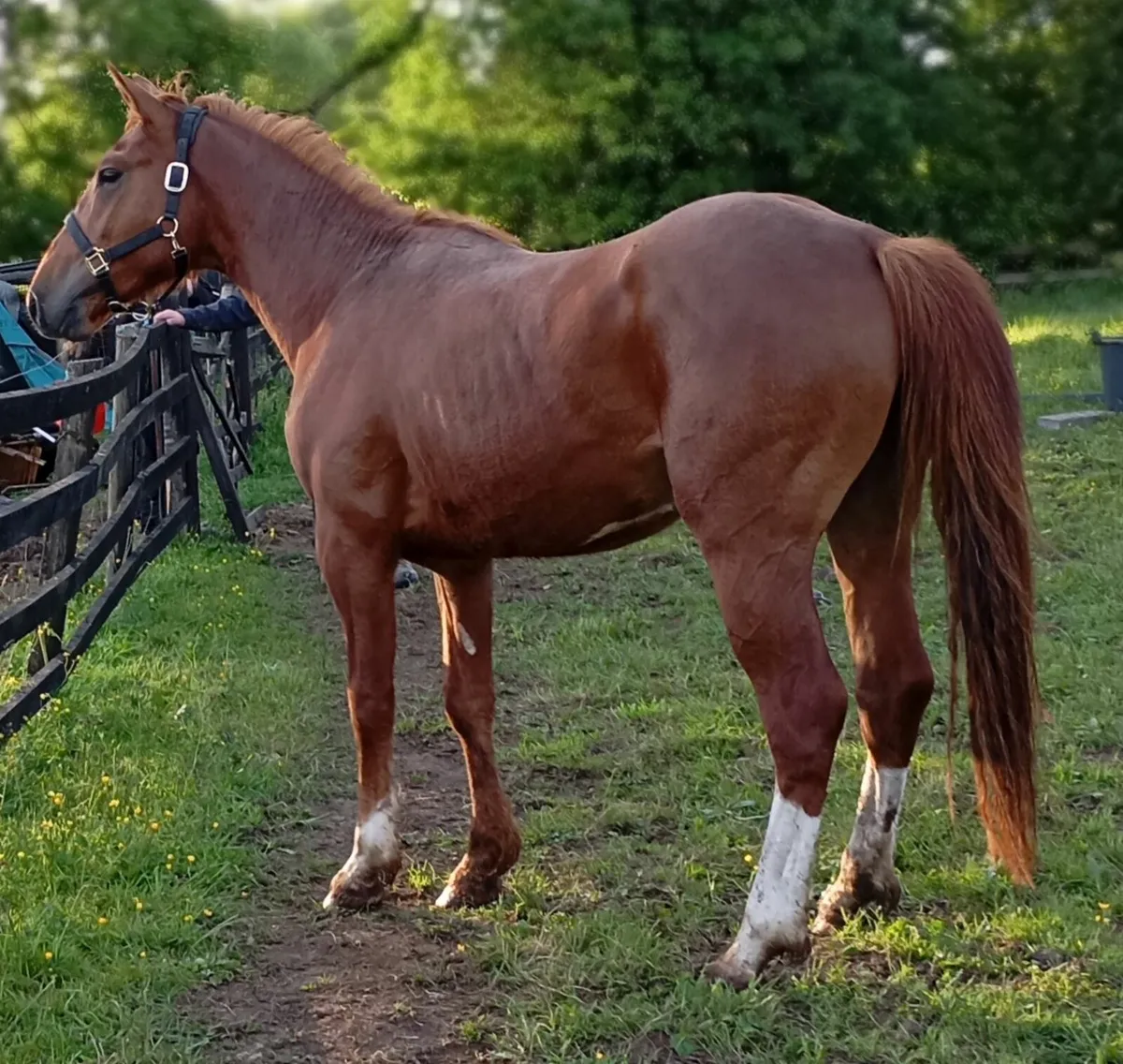 15hds  2yr old - Image 1