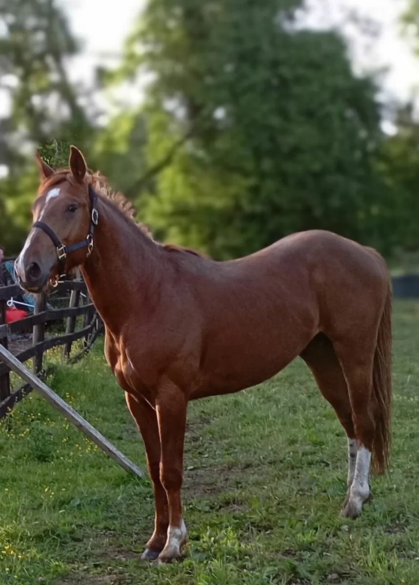 15hds  2yr old - Image 2