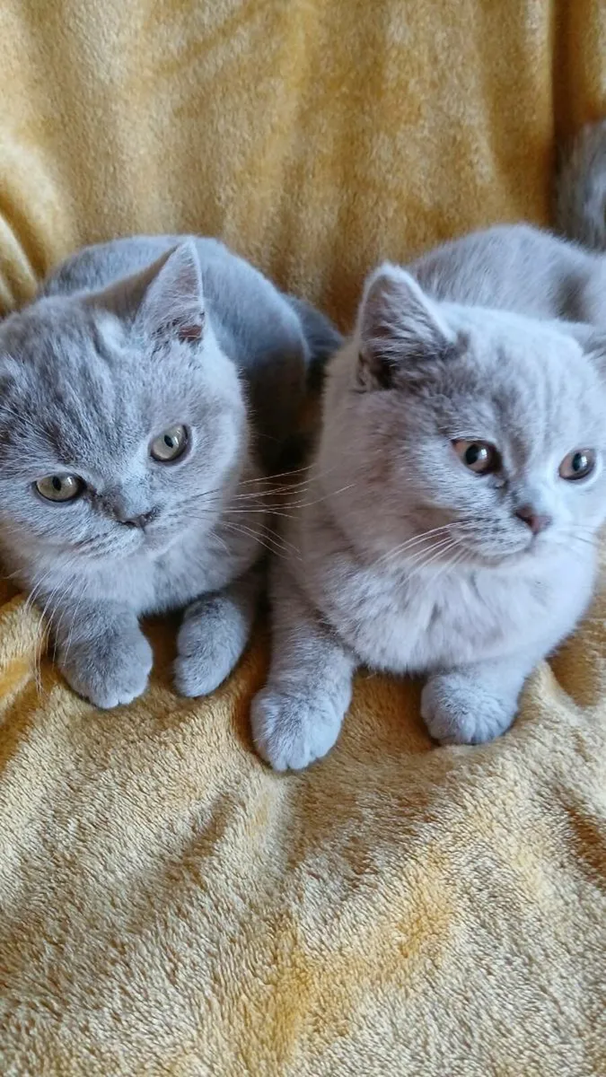 British SHORTHAIR Kitten's - Image 1