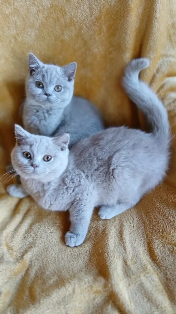 British SHORTHAIR Kitten's - Image 2