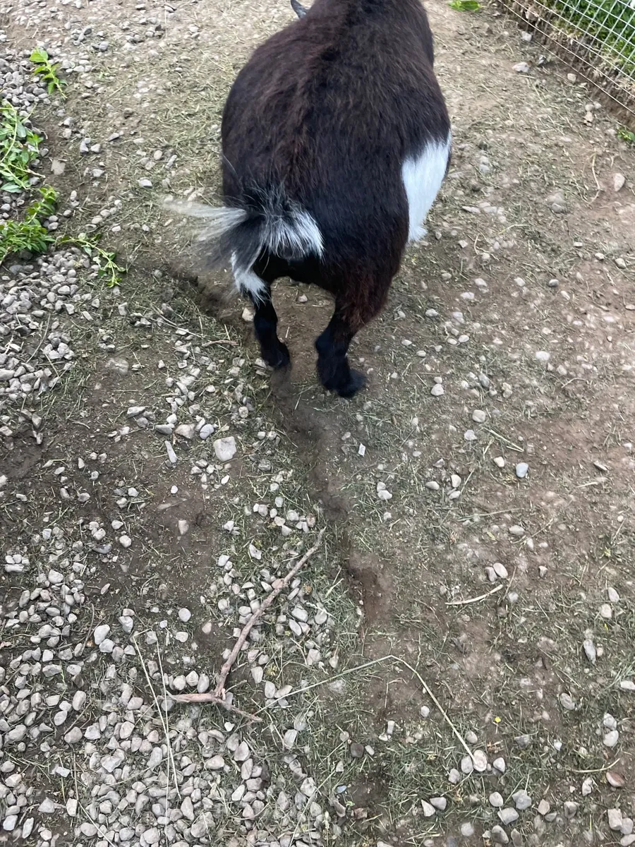 Nigerian Pygmy goat - Image 3