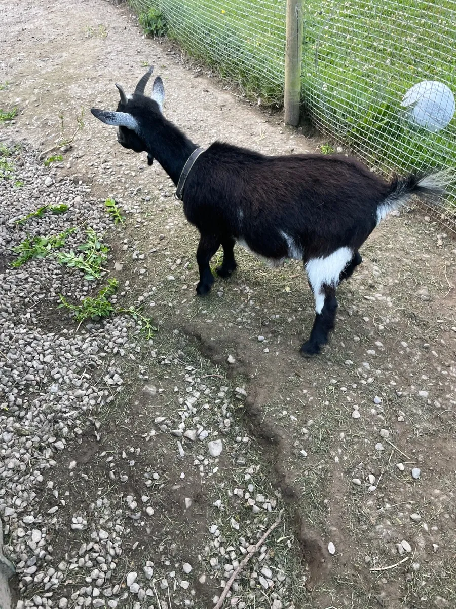 Nigerian Pygmy goat - Image 4