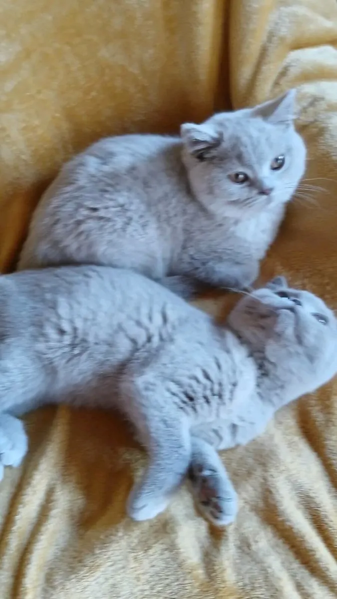 British SHORTHAIR Kitten's - Image 3