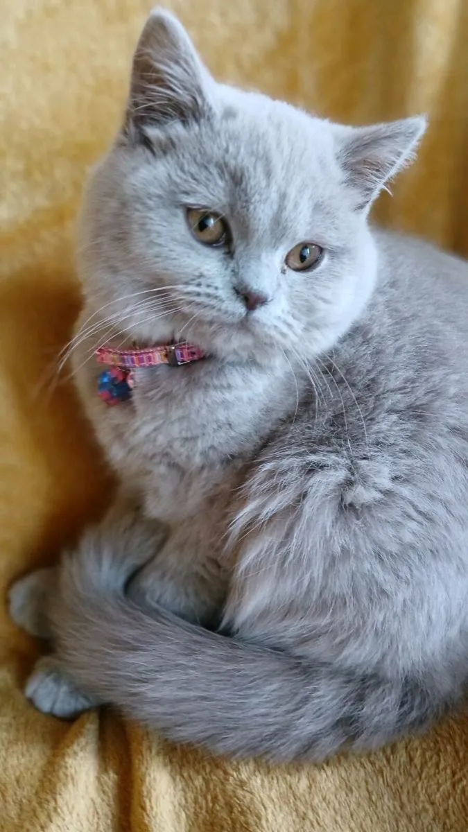 British SHORTHAIR Kitten's - Image 4