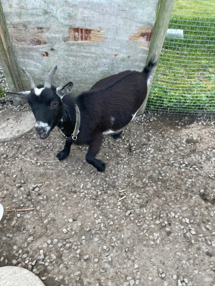 Nigerian Pygmy goat - Image 1