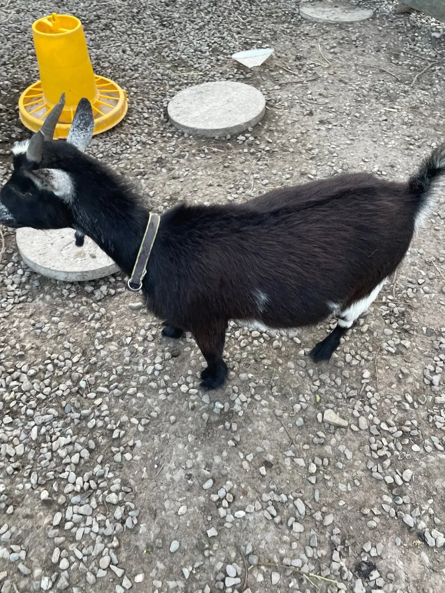 Nigerian Pygmy goat - Image 2