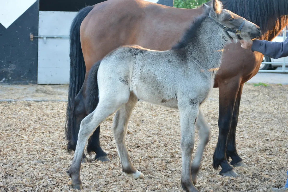 Cremello Stallion - Image 4