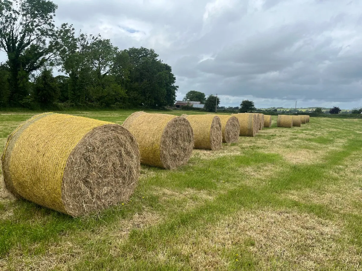 Round Bales Hay - Image 1