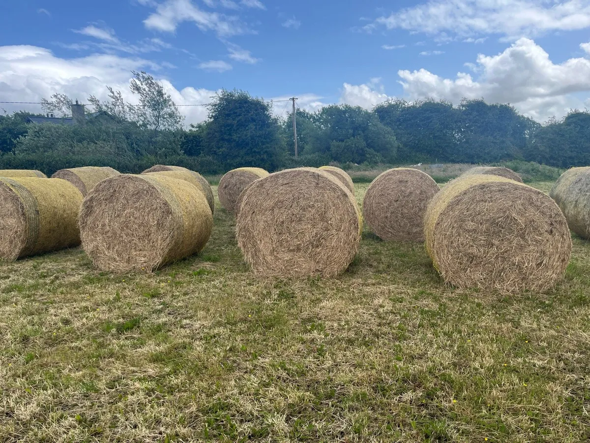 Round Bales Hay - Image 2
