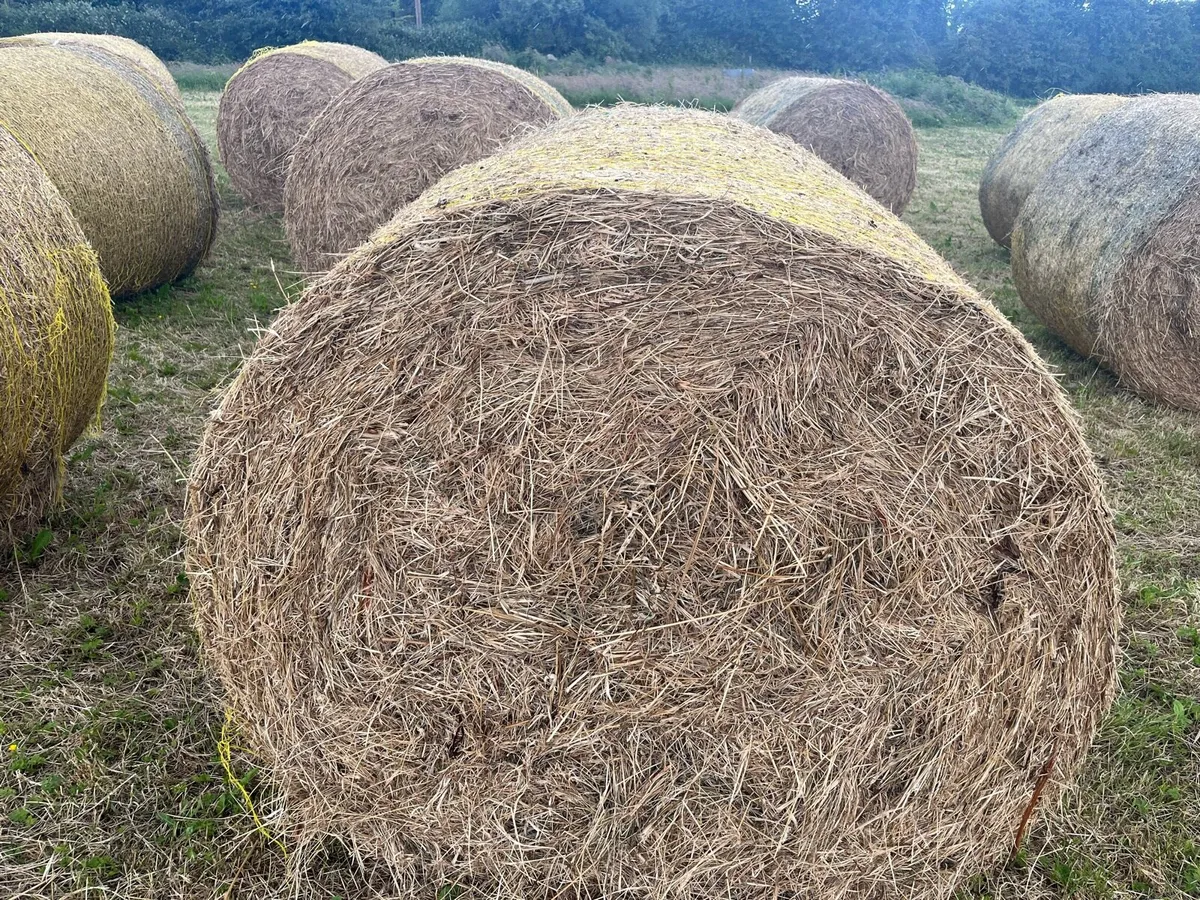 Round Bales Hay - Image 3
