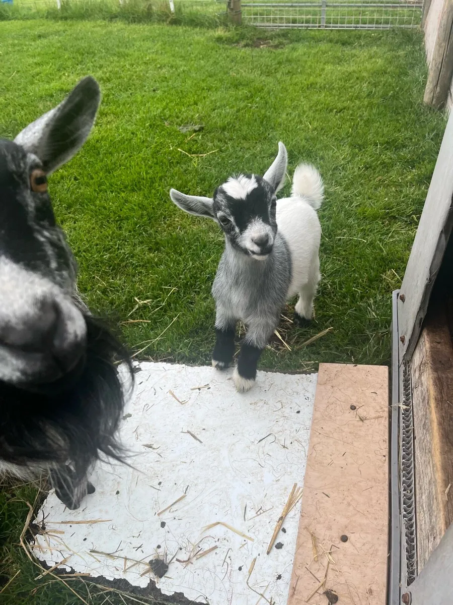 Pygmy male goat - Image 1