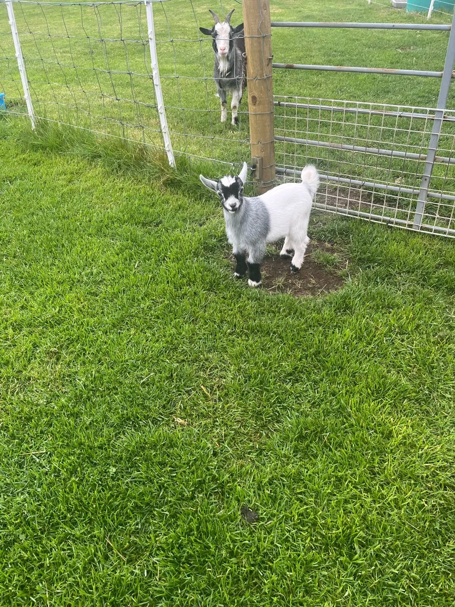 Pygmy male goat - Image 2