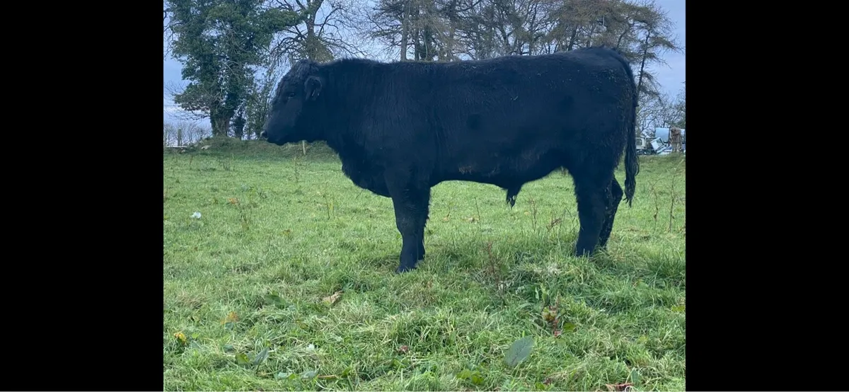 Angus bulls - Image 2