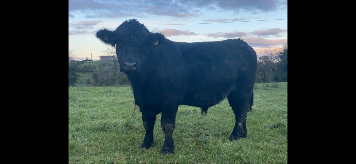 Angus bulls - Image 3
