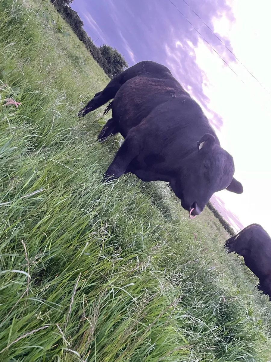 Angus bull - Image 1