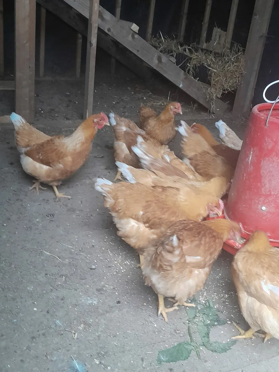 Point of lying pullets - Image 1