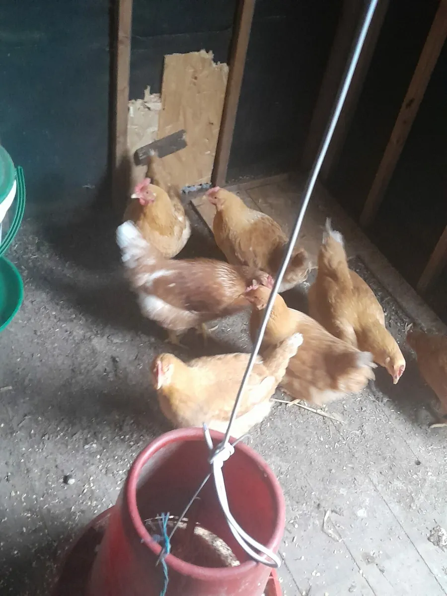 Point of lying pullets - Image 2