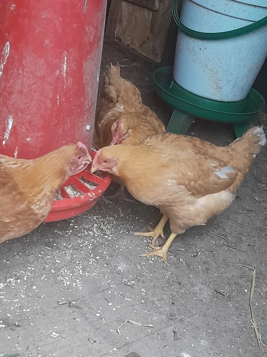 Point of lying pullets - Image 3