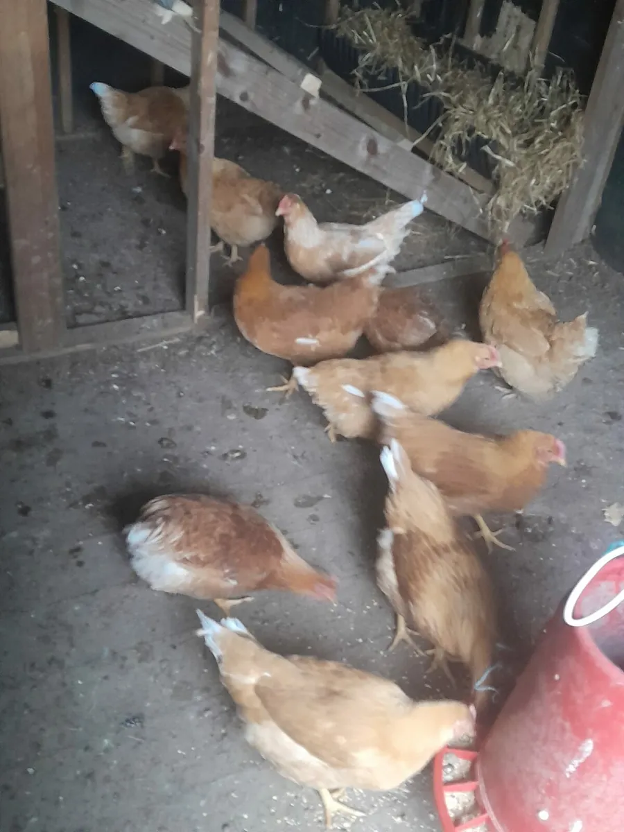 Point of lying pullets - Image 4