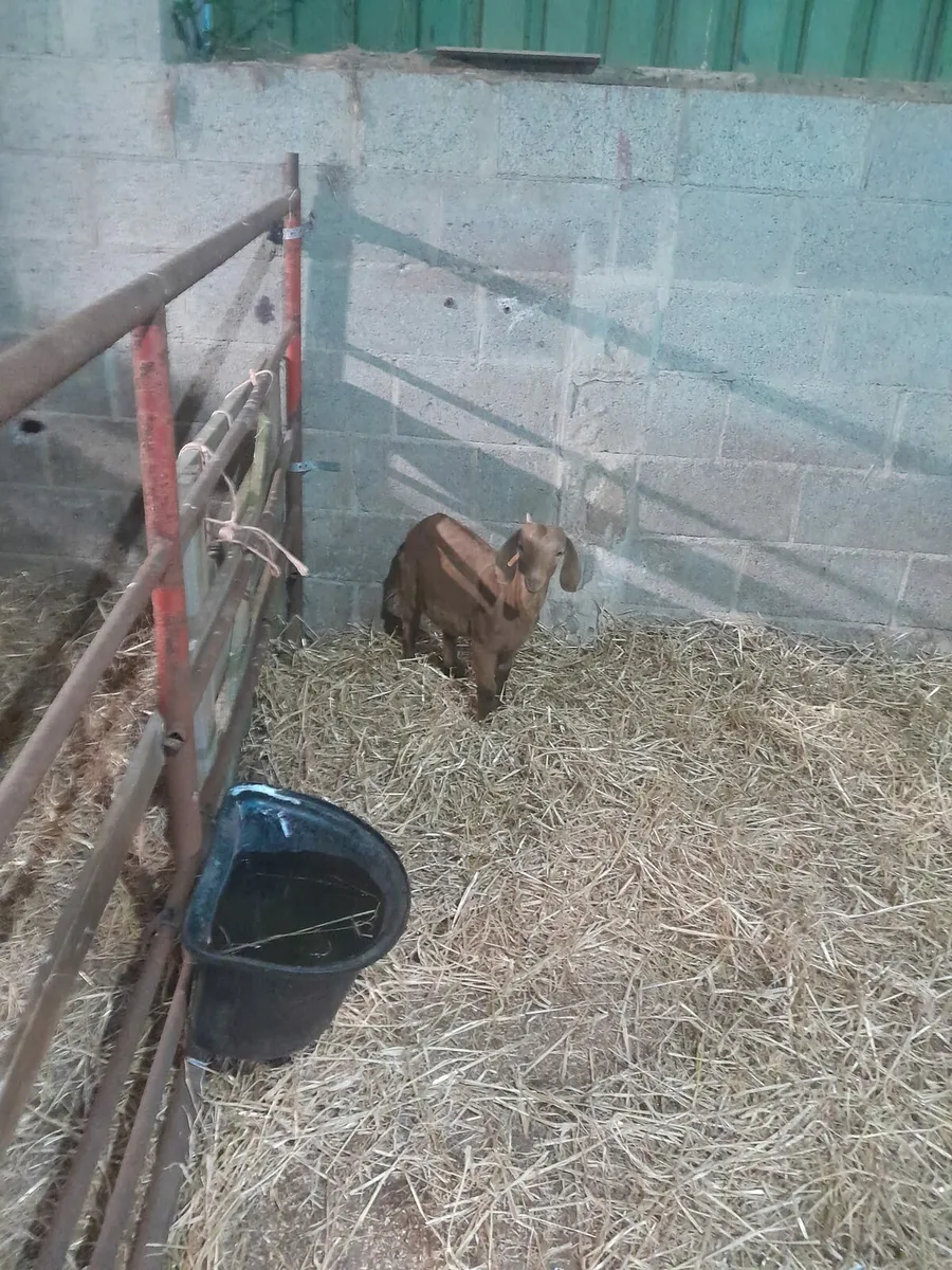 A she kid goat for sale...