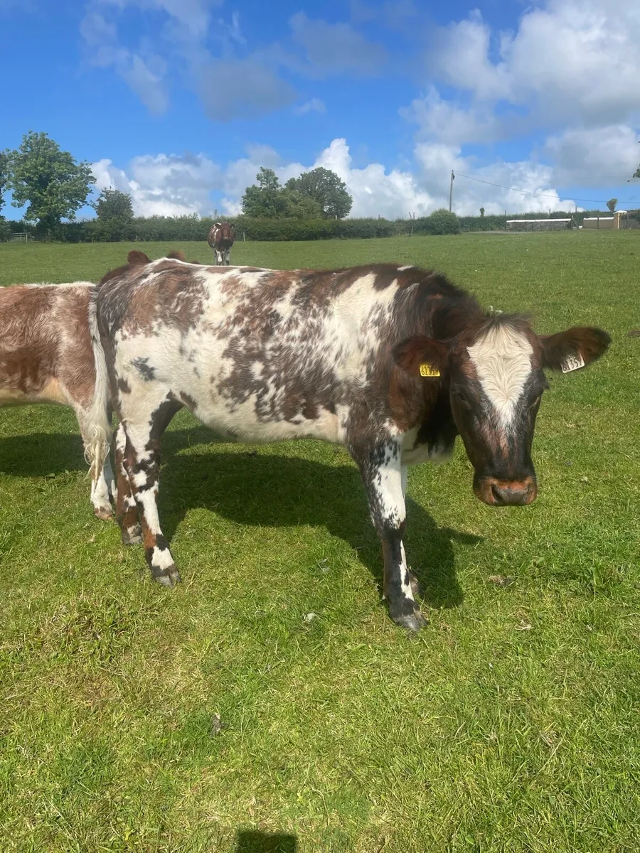 Manorhamilton  mart breeding heifers - Image 1