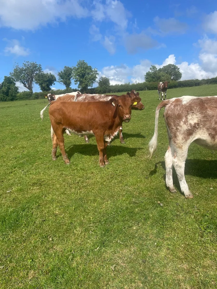 Manorhamilton  mart breeding heifers - Image 2