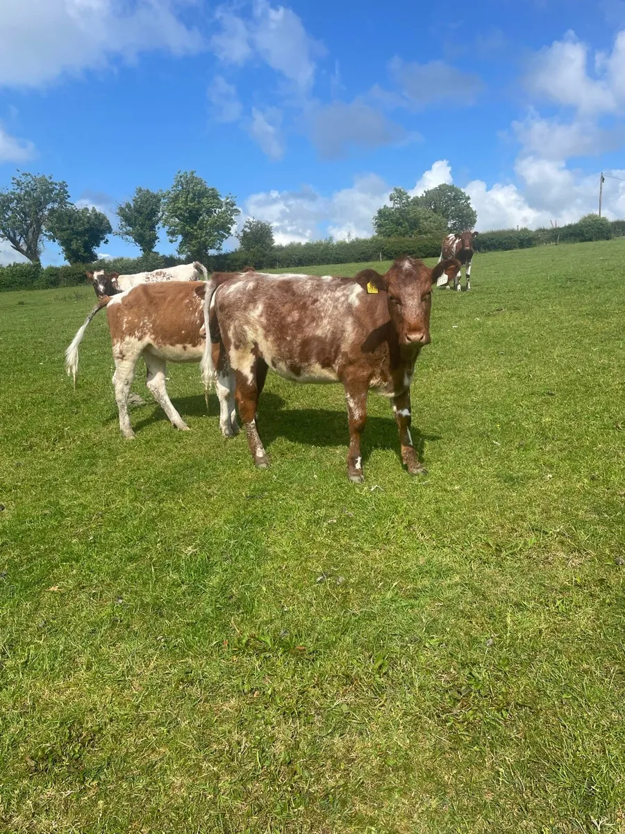 Manorhamilton  mart breeding heifers - Image 3