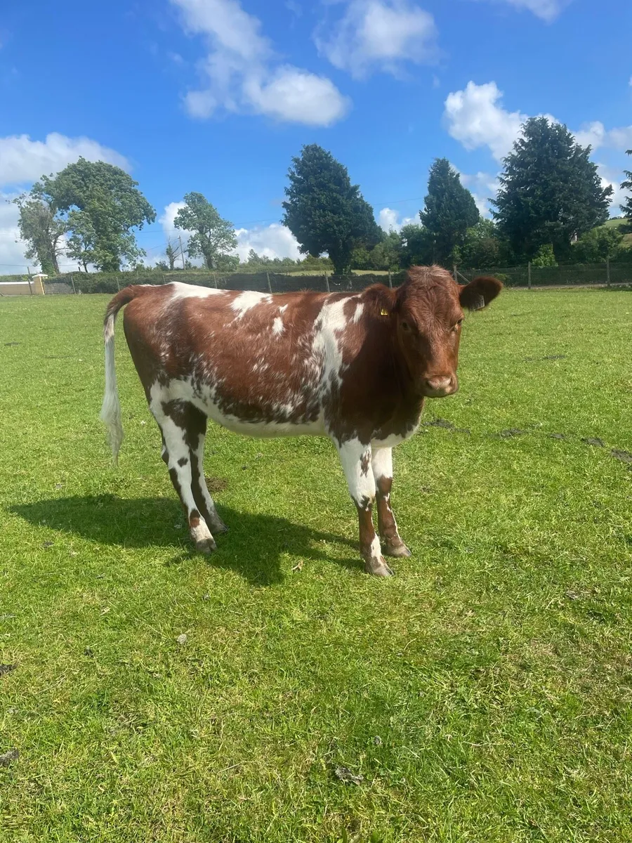 Manorhamilton  mart breeding heifers - Image 4