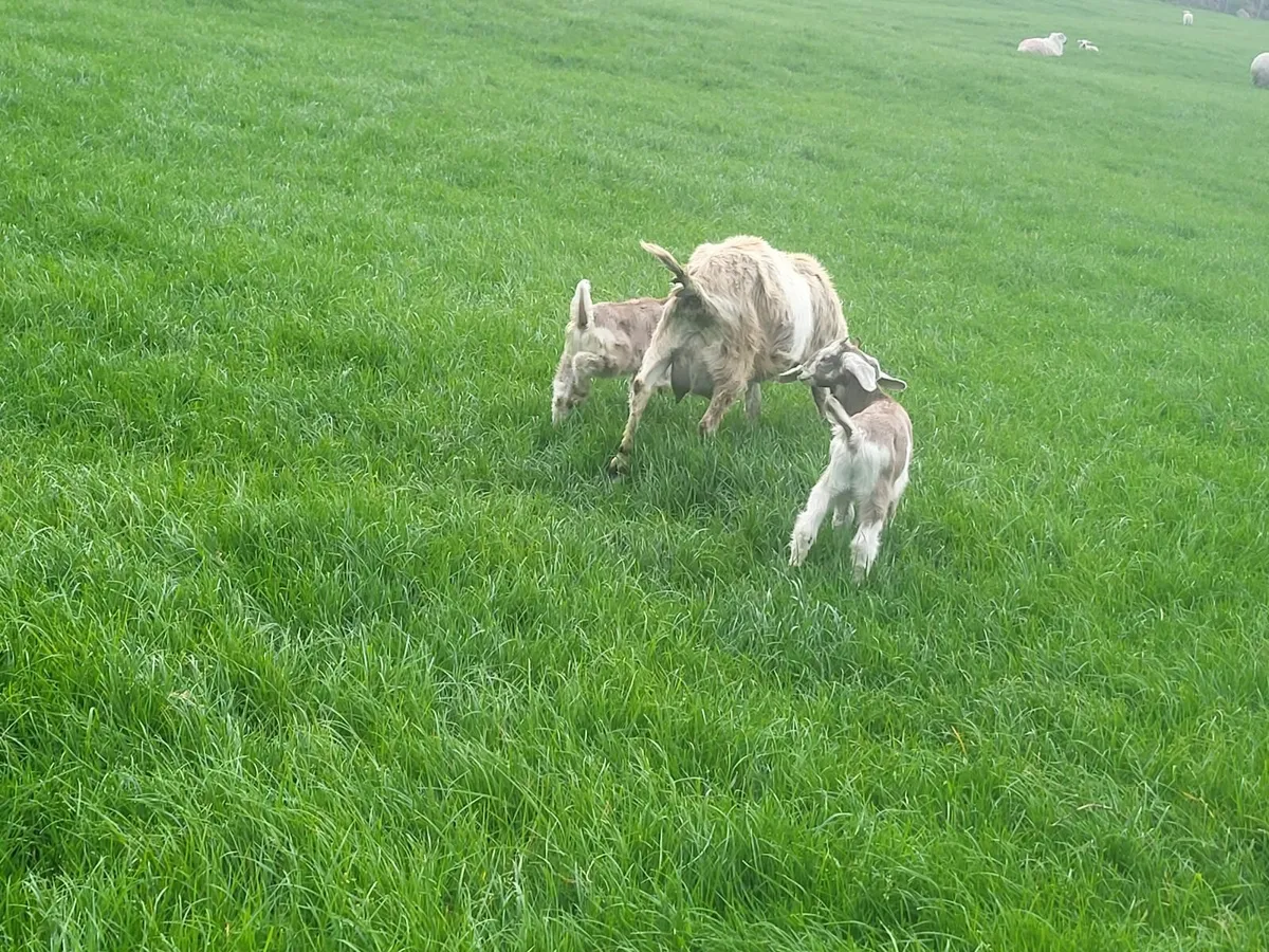 Goats - Image 2