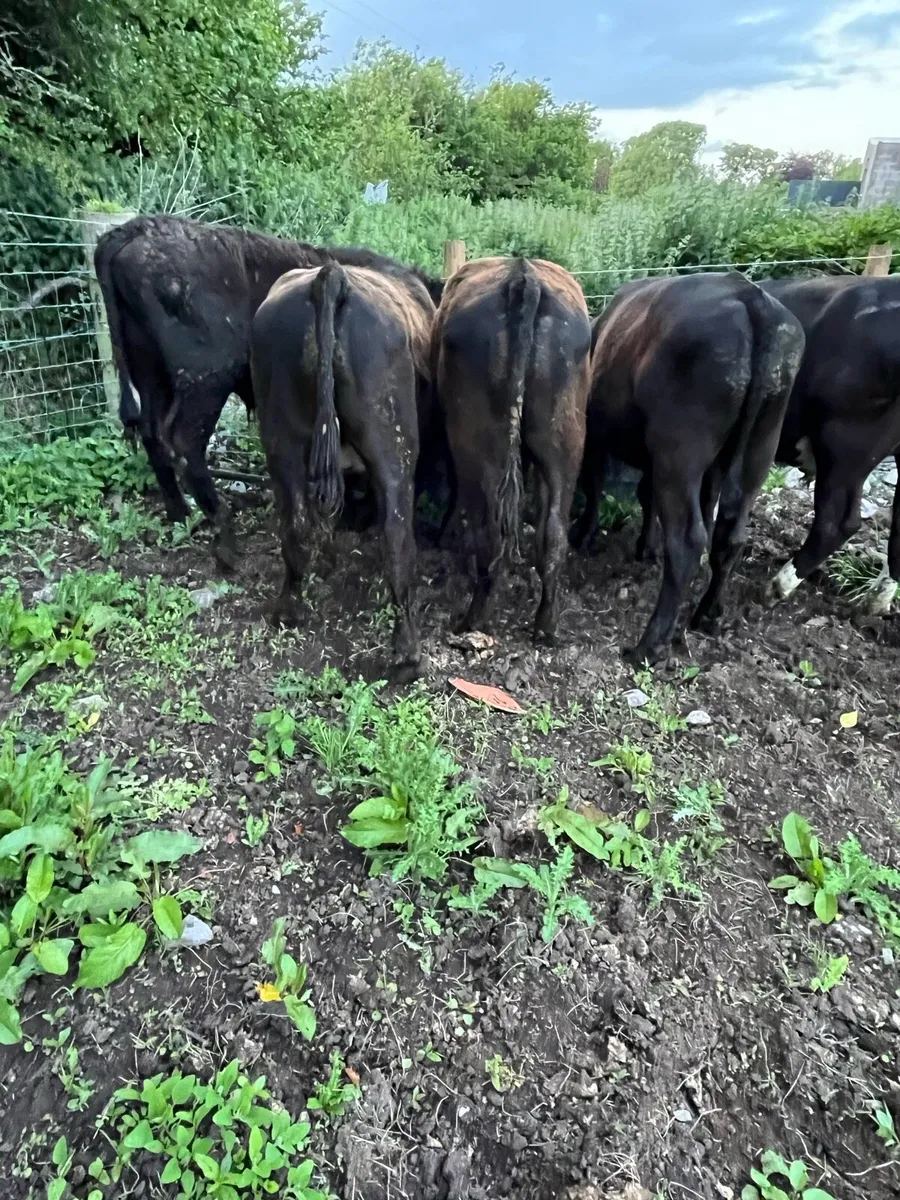 Bullocks - Image 1