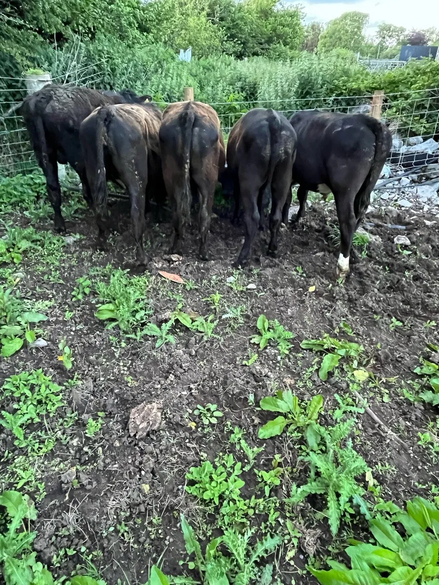 Bullocks - Image 2