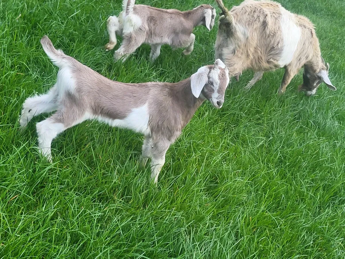 Goats - Image 3
