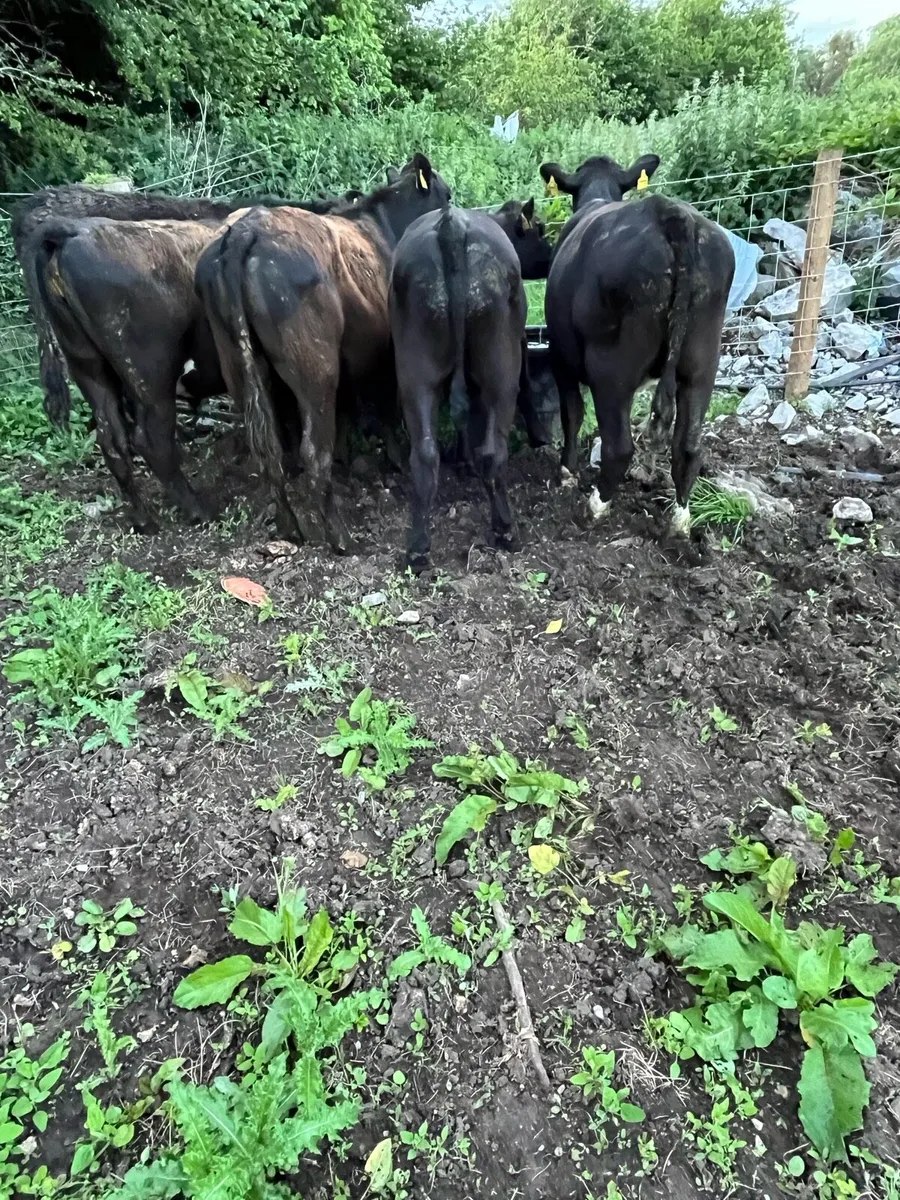 Bullocks - Image 3