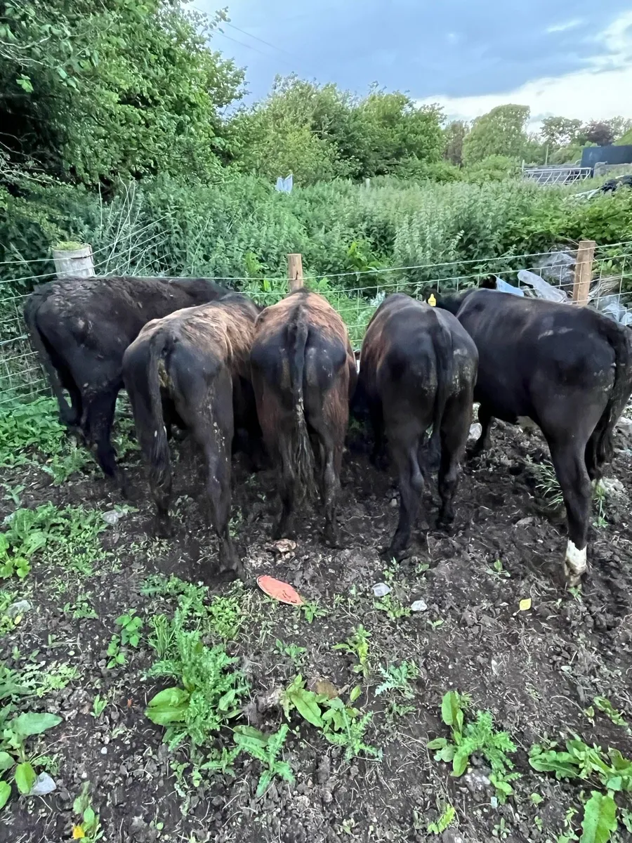 Bullocks - Image 4