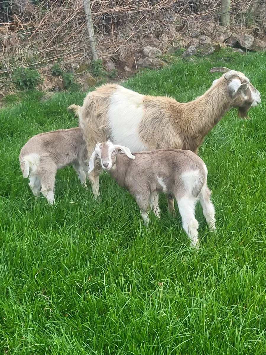 Goats - Image 4