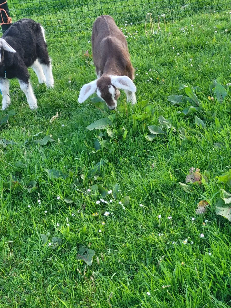 Goats - Image 1