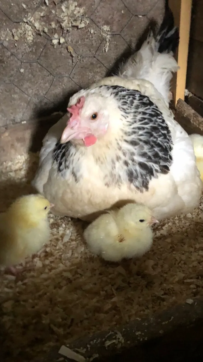 Poultry - Image 1