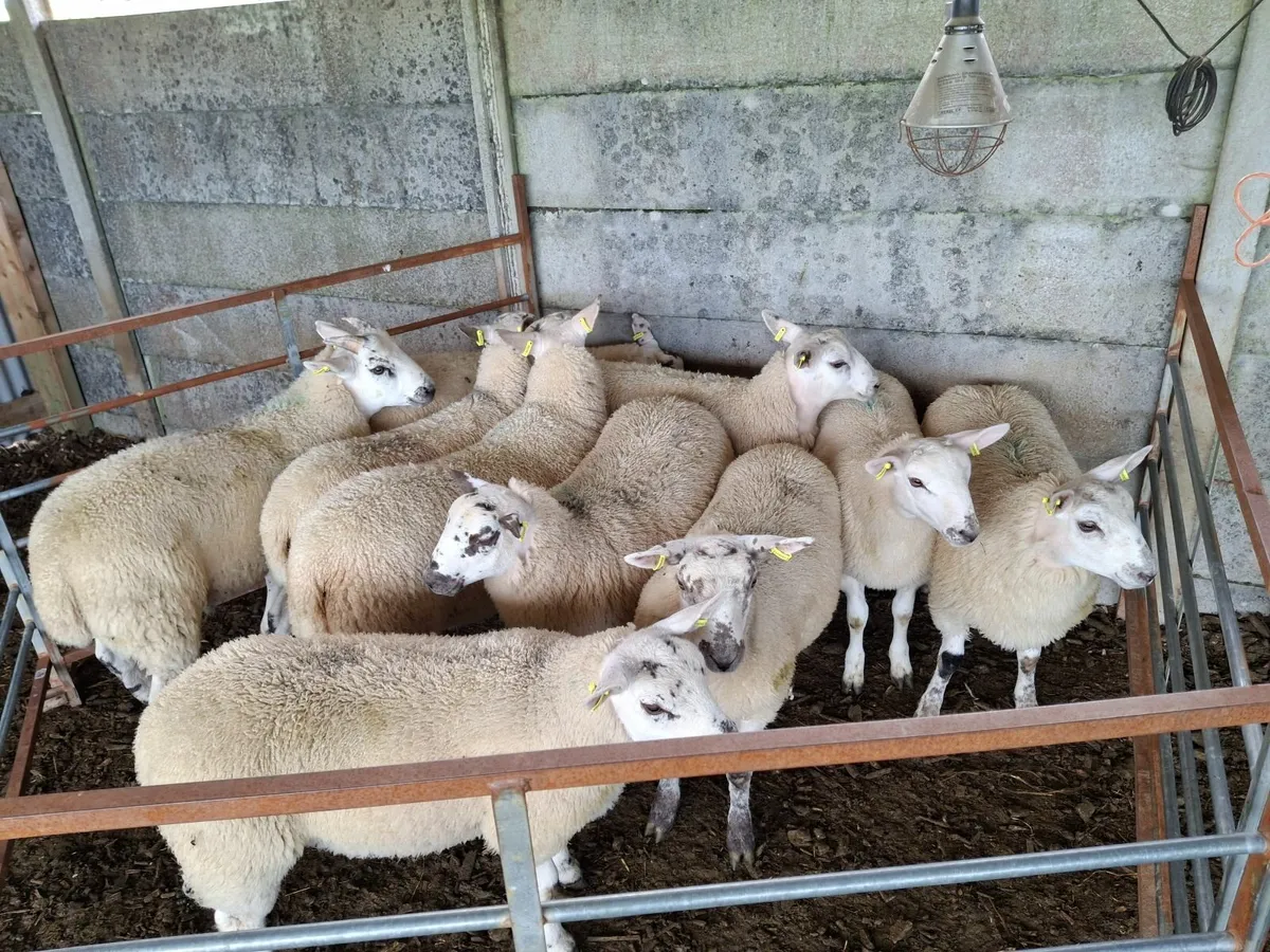 Butcher lambs - Image 1