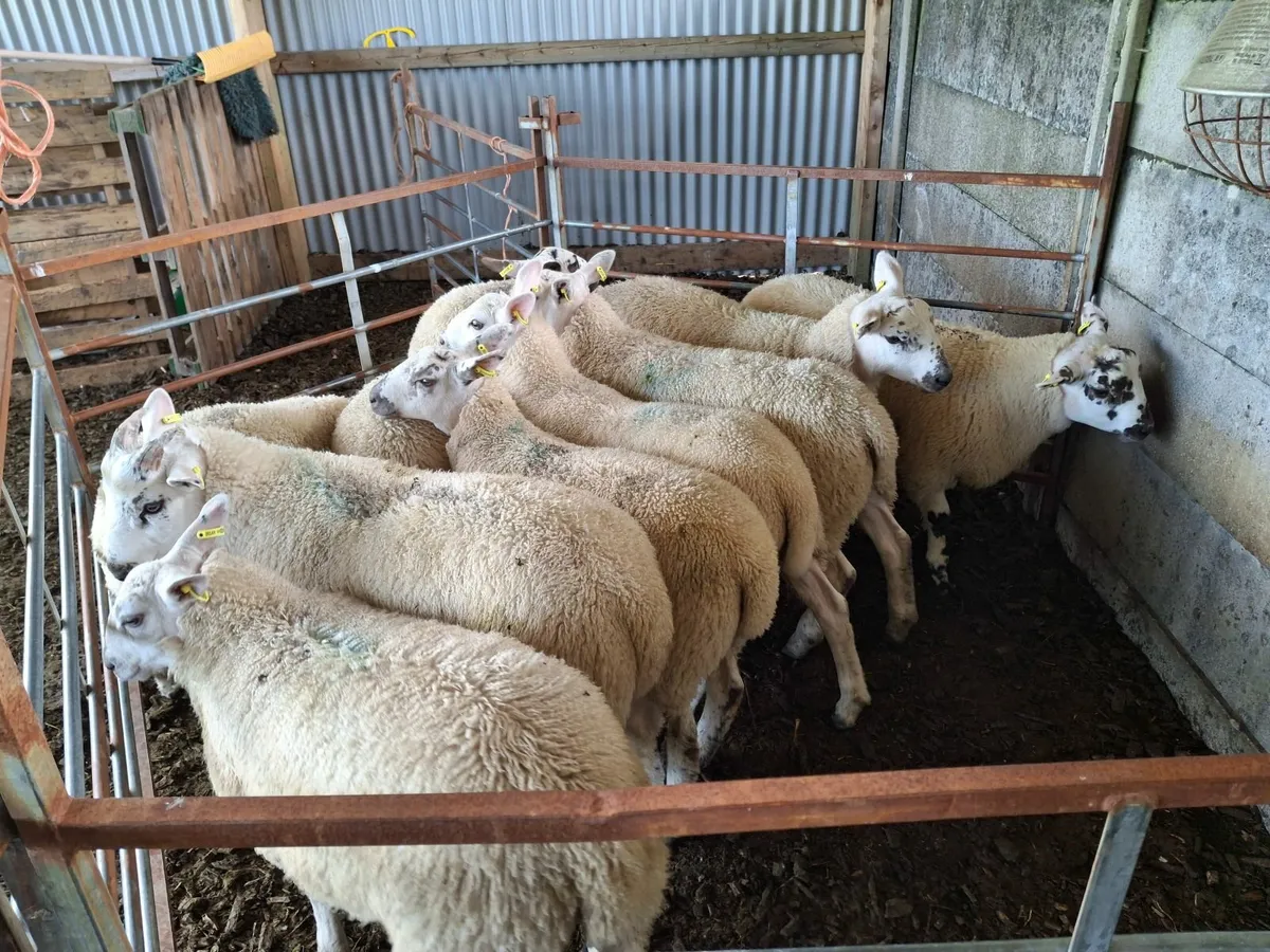 Butcher lambs - Image 2