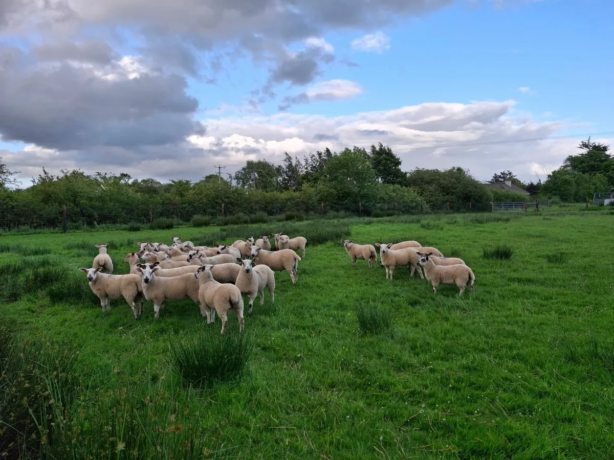 Butcher lambs - Image 3